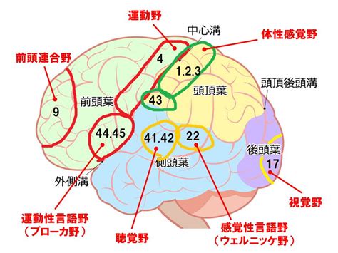 頭部位置|【脳の機能局在】各部位の働きを分かりやすく解説 